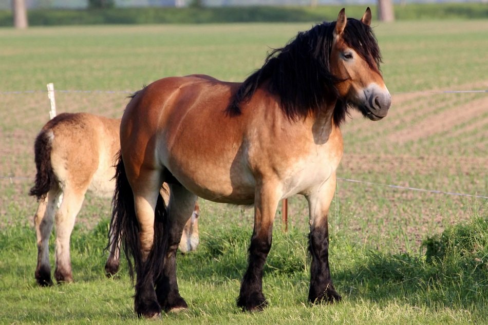 deliciously beautiful Horse