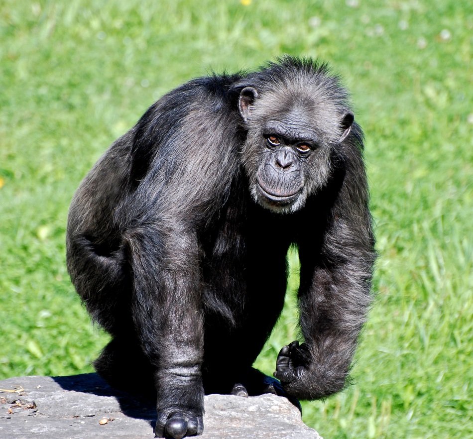 Black İn the wildlife