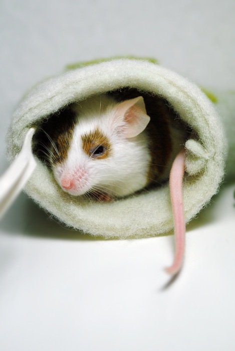 mouse in the house