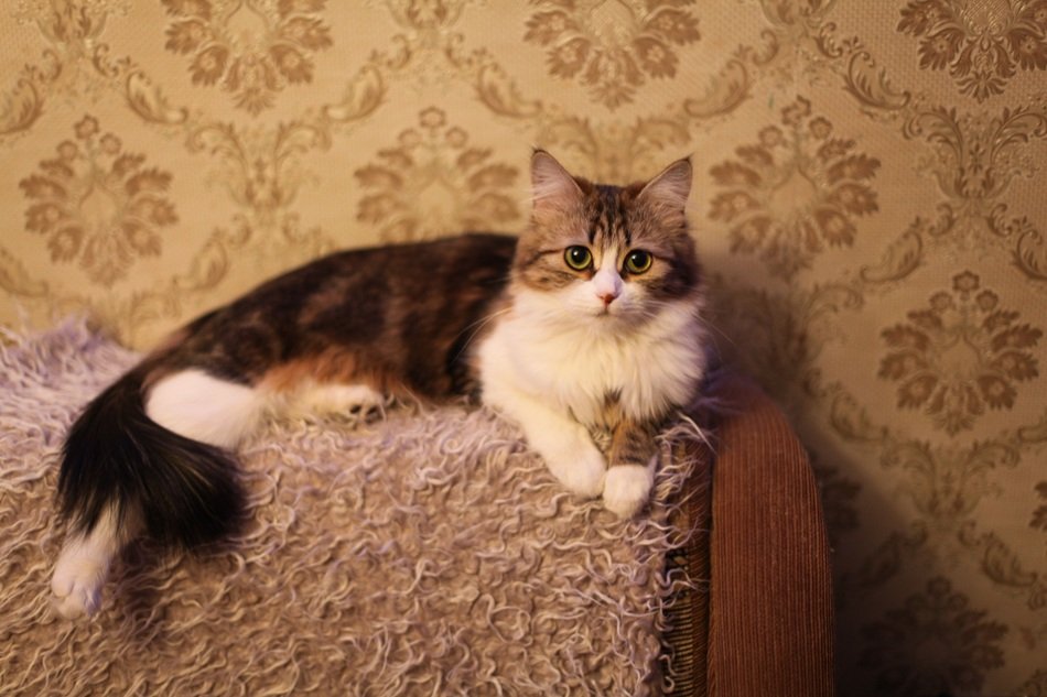 fluffy cat on the chair