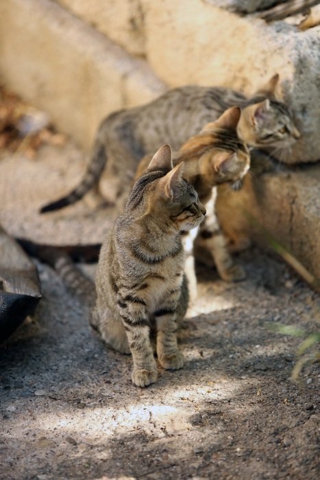 cat on stone