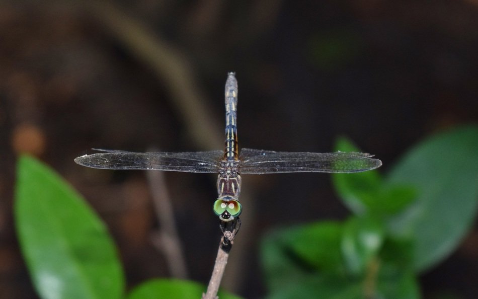 dragony with green head on the twig