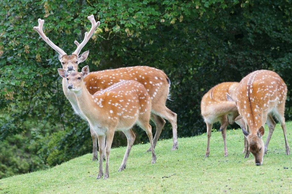 sika deer on a green meadow near trees