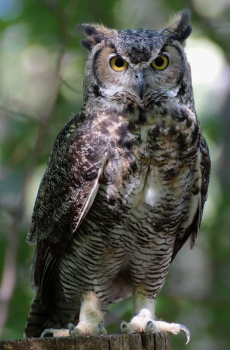 Beautiful and colorful owl at blurred background