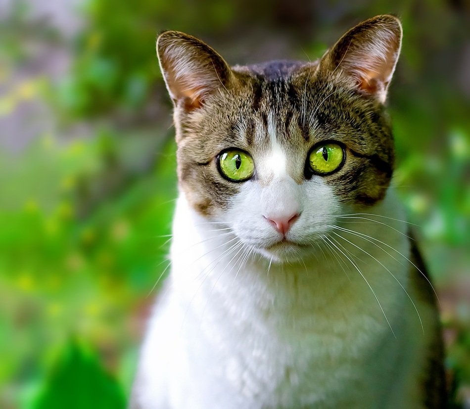 Picture of Domestic Cat