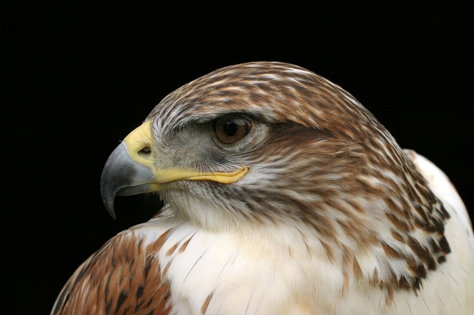 King buzzard clipart