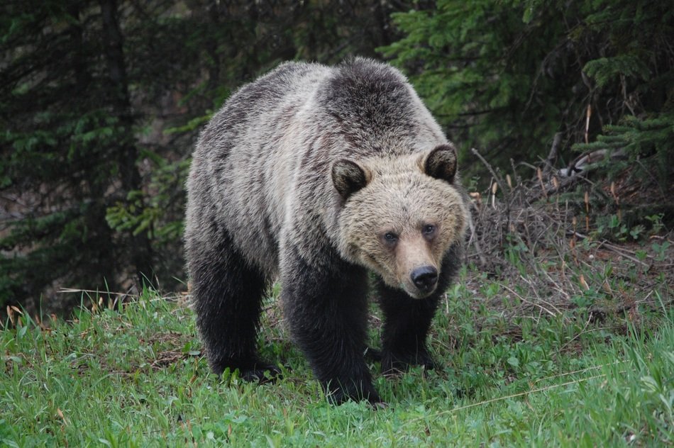 Grizzly Bear predator