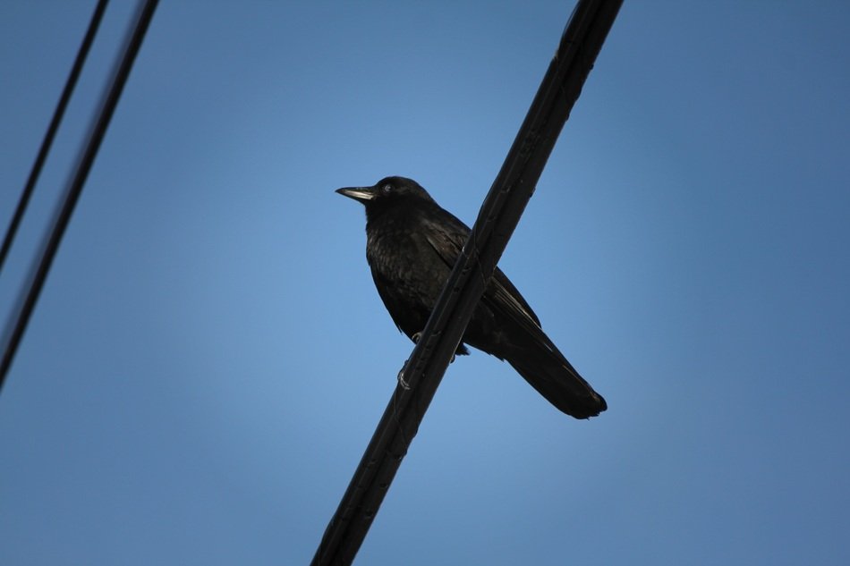 black crow on the power line