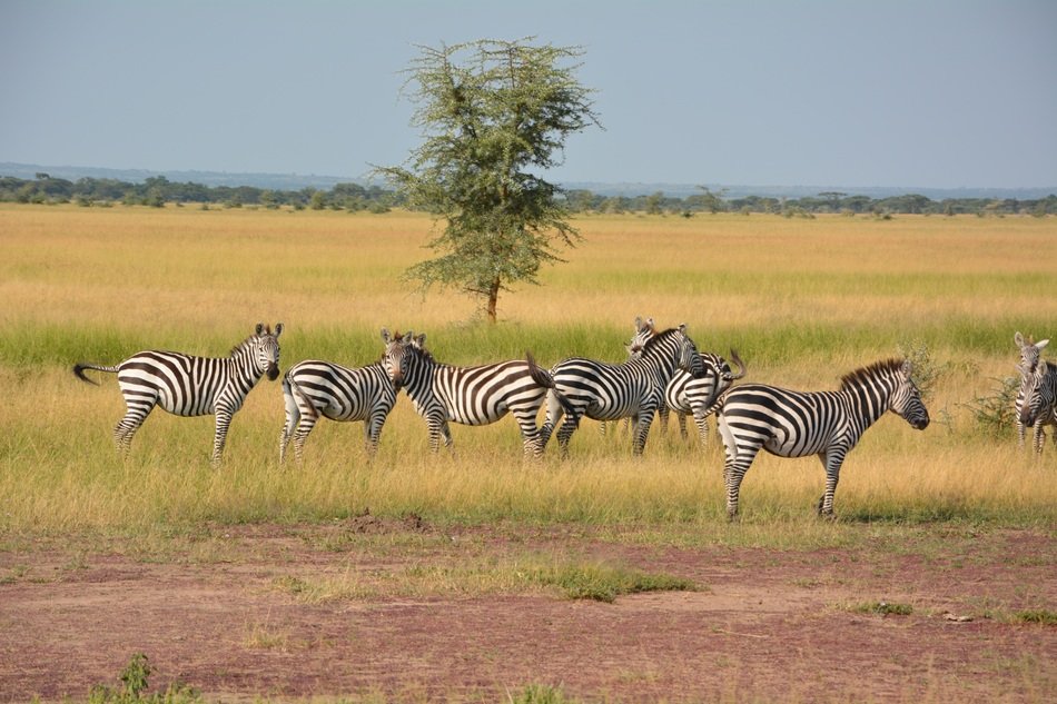 Flock of Zebras in Wilderness