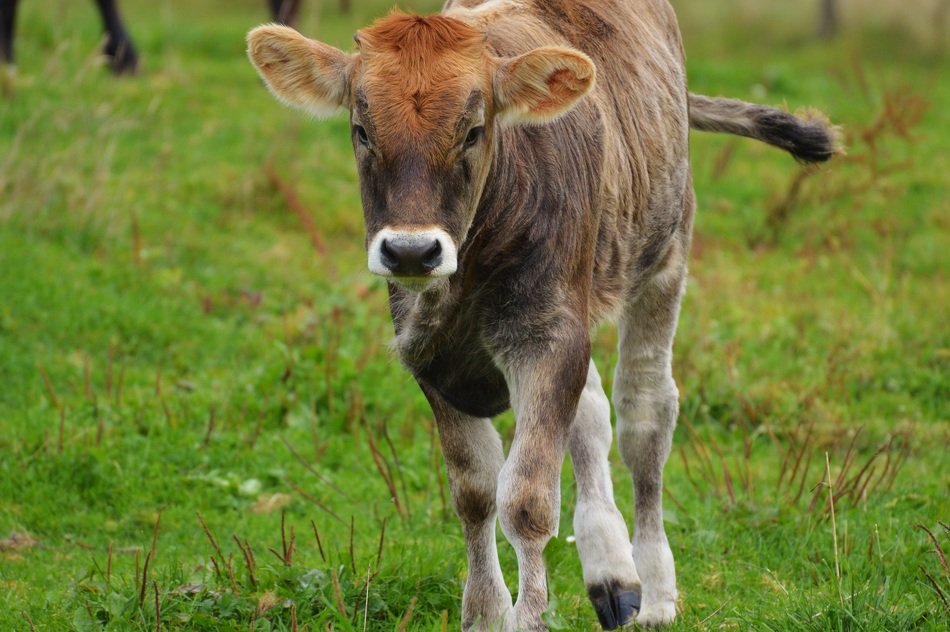 cattle on pasture in allgau, Germany