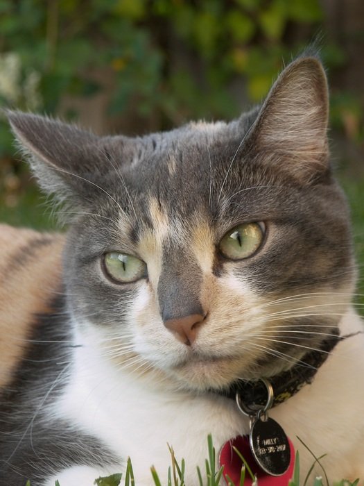 cat with a collar close-up