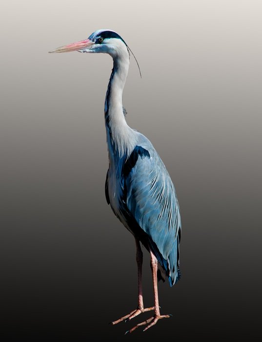 Beautiful blue and white heron with long blue wings