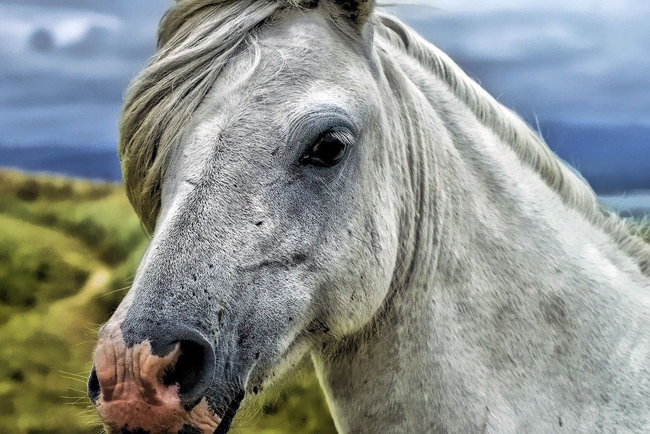 portrait of the horse head
