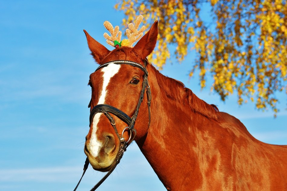 brown horse on an autumn day