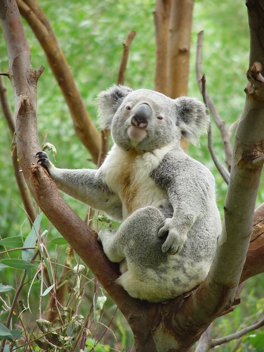 koala sitting on the tree among green plants