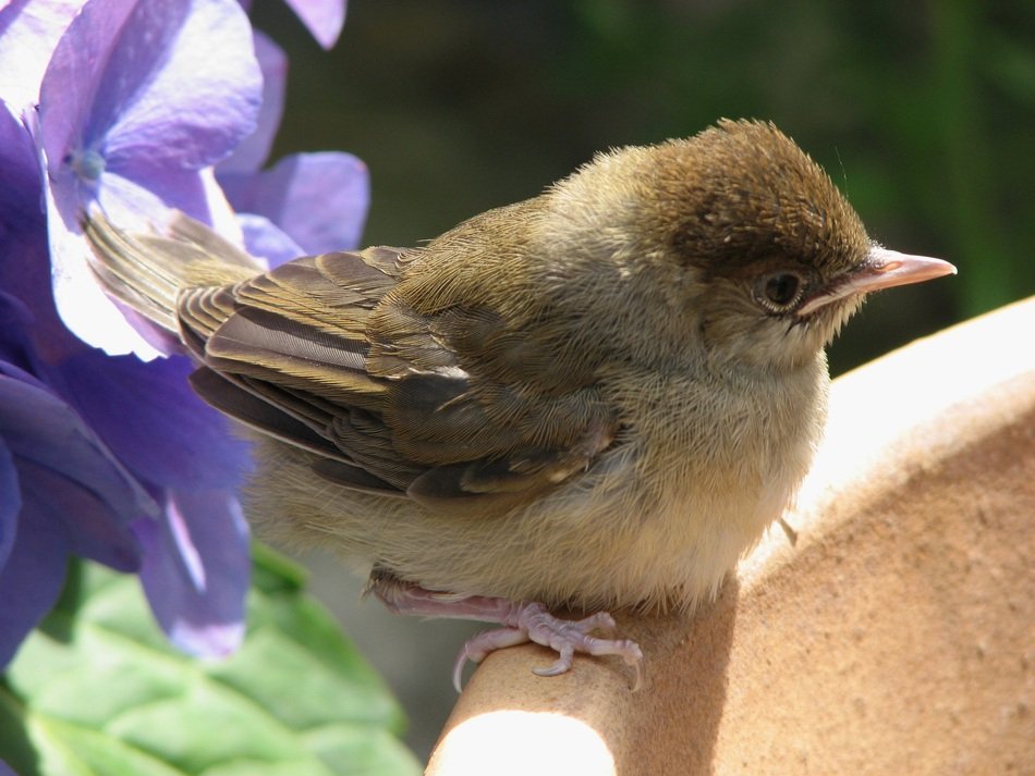 beautiful and amazing Young bird
