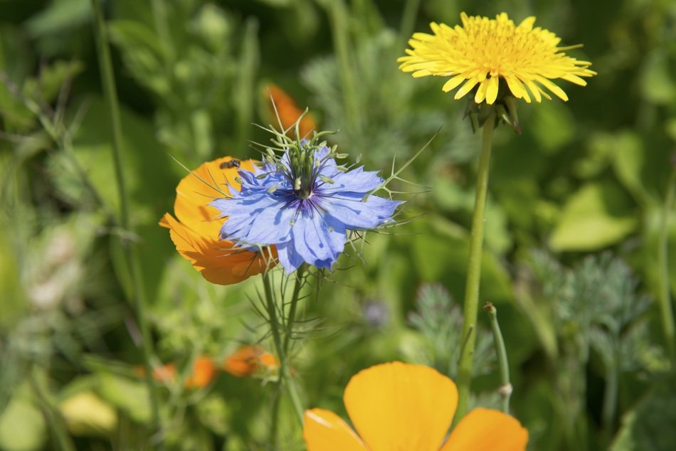 deliciously beautiful Poppy