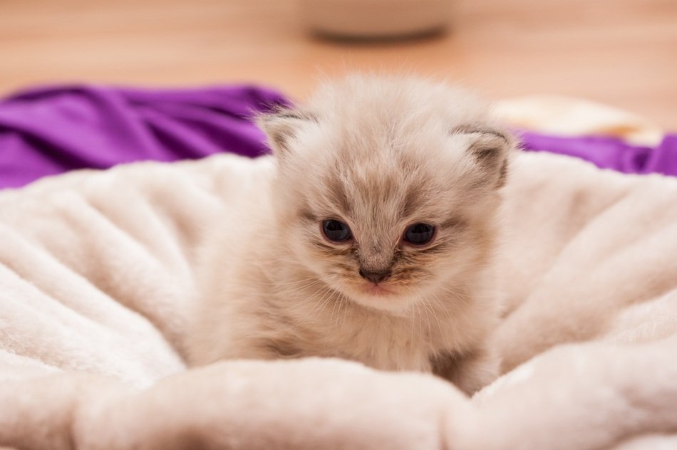 picture of the cute persian baby