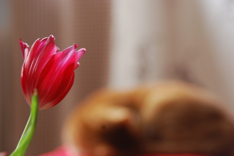 close-up picture of Tulip and red Cat