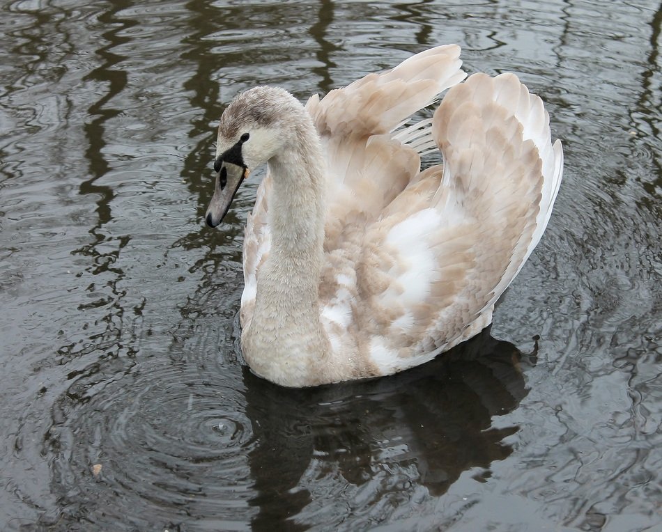 brown young swan on the lake
