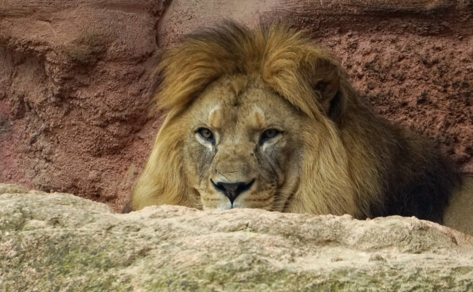 lion among the stones
