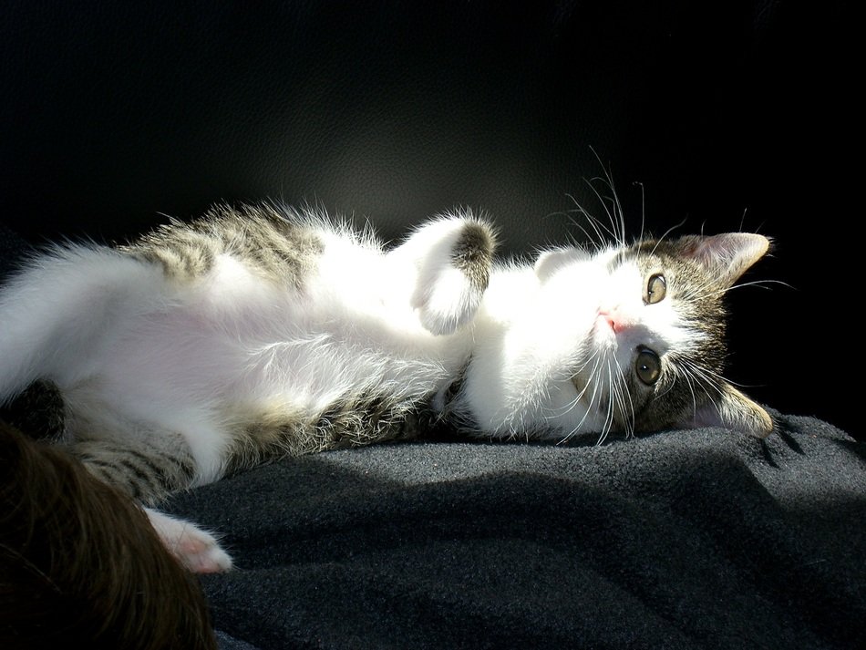 picture of the domestic lying cat