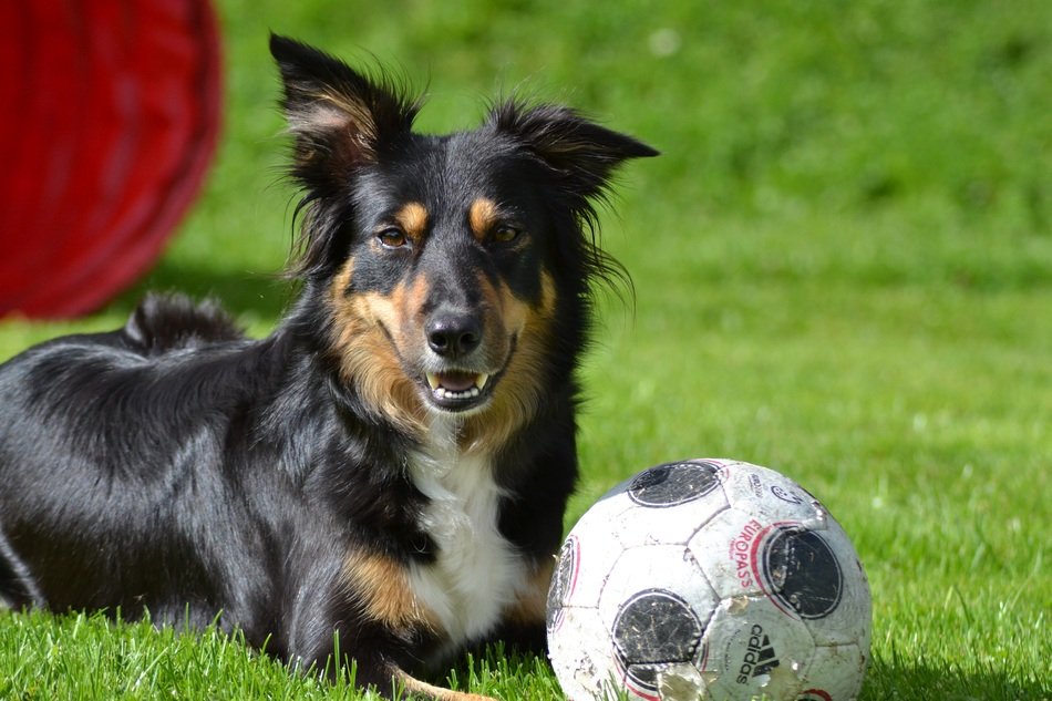 border collie and soccer ball on the lawn