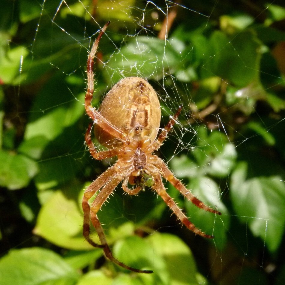 garden spider on the web in the garden