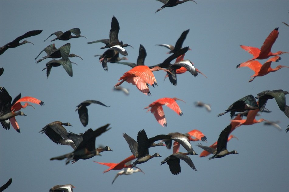 lot of red and black ibis in the sky