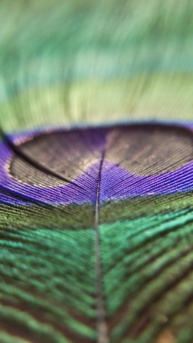 shiny peacock feather