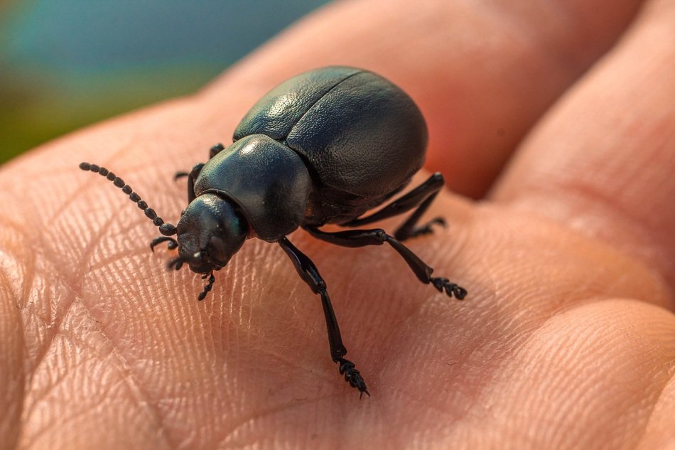 black insect on the hand