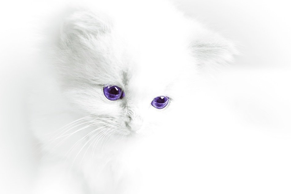 white Baby Cat with violet eyes