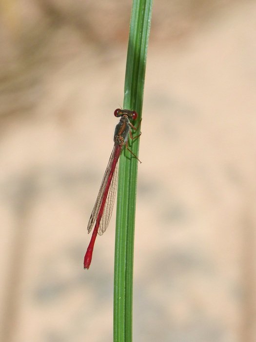 red dragonfly on a green stalk