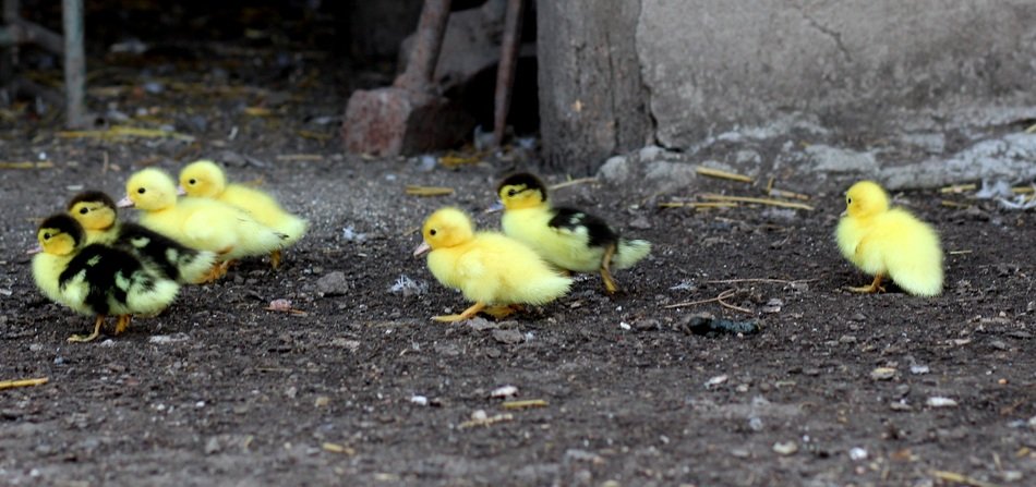sweet yellow ducklings