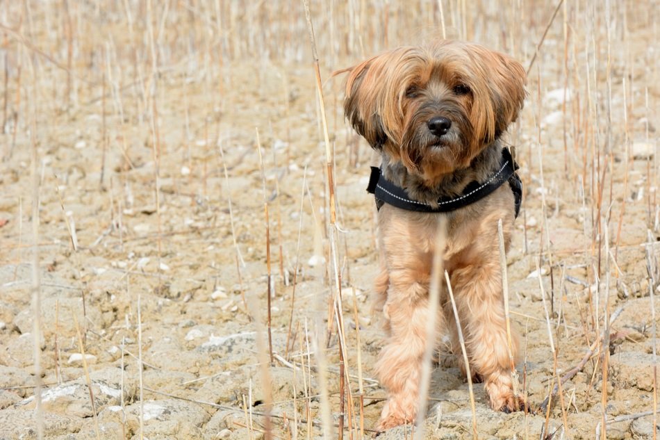 Cute, beautiful and colorful dog among the dry stems of plants