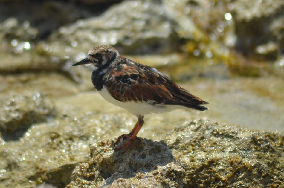 enchanting Sea ââBird