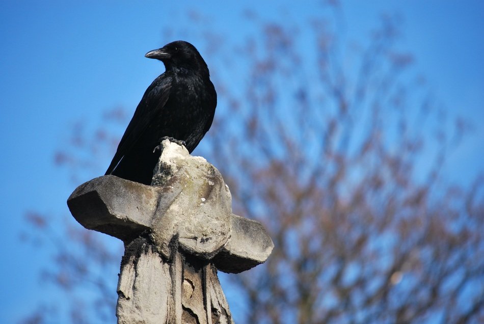 Picture of Raven in the wildlife