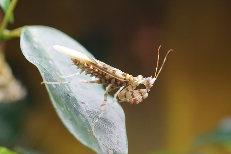 African blütenmantis