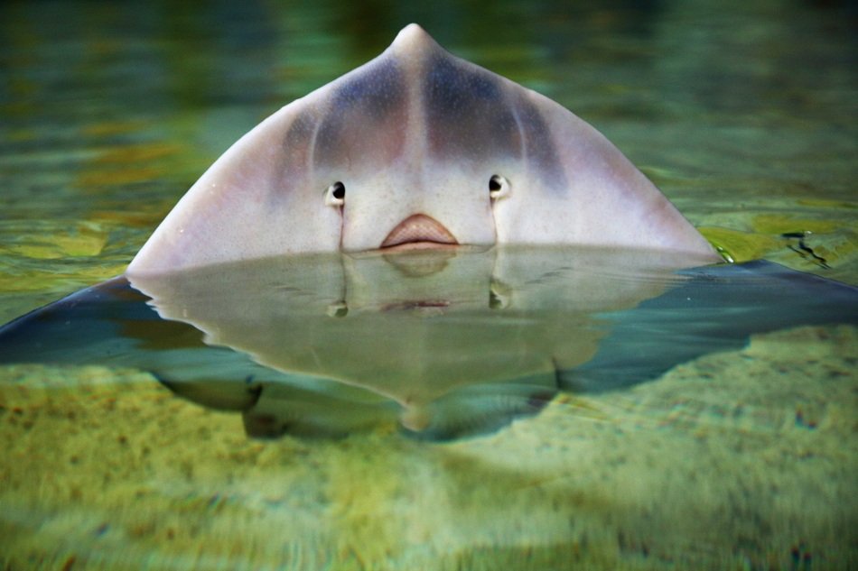 stingray in water