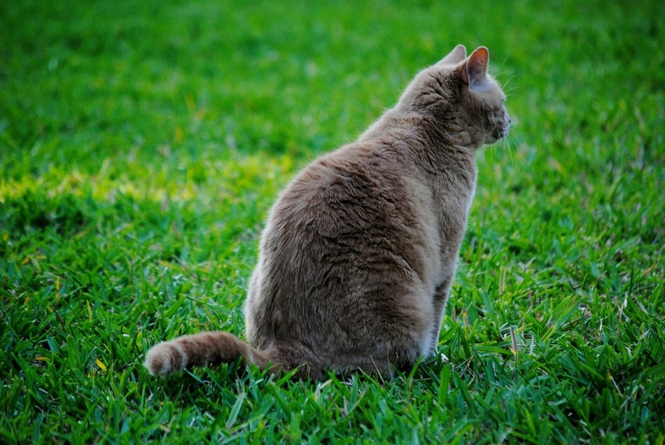 closeup photo of home cat on green grass