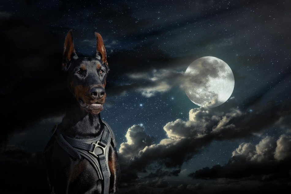 Picture of doberman at night