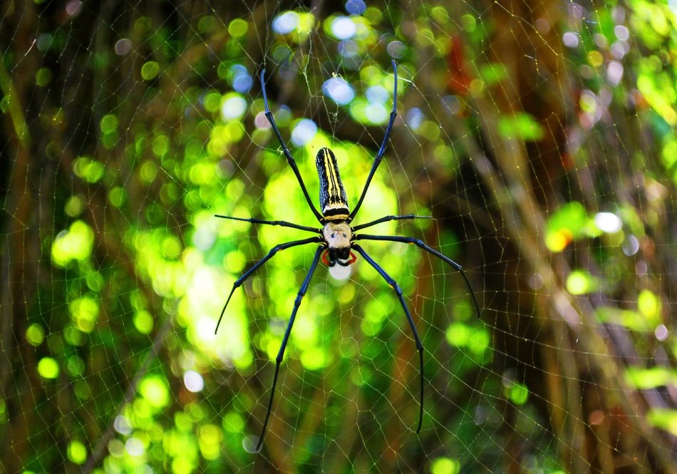 Nephila pilipes, Spider on cobweb