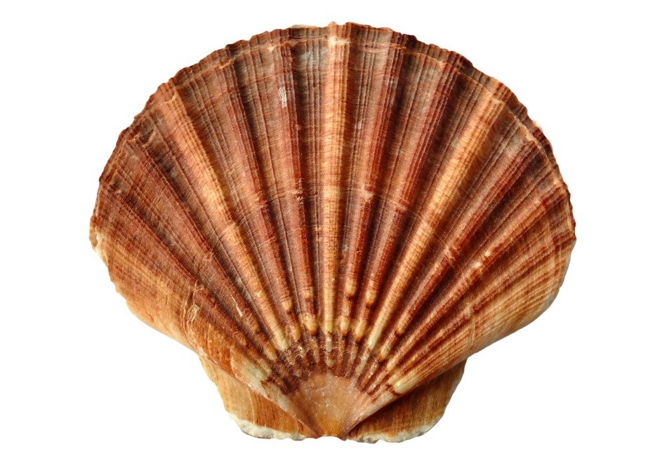 isolated brown seashell