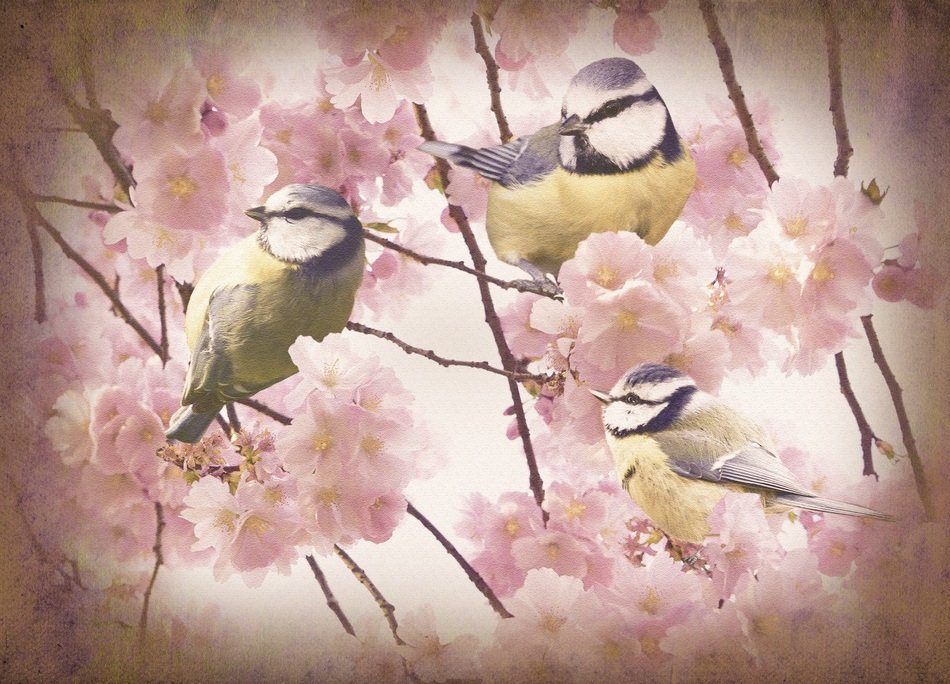 Old Bird drawing