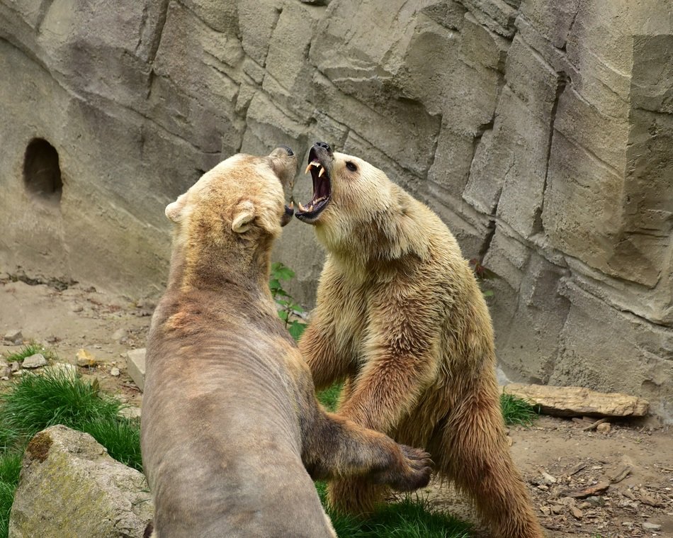 fight of a beares in the aviary