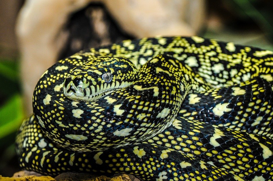 picture of the wild exotic snake