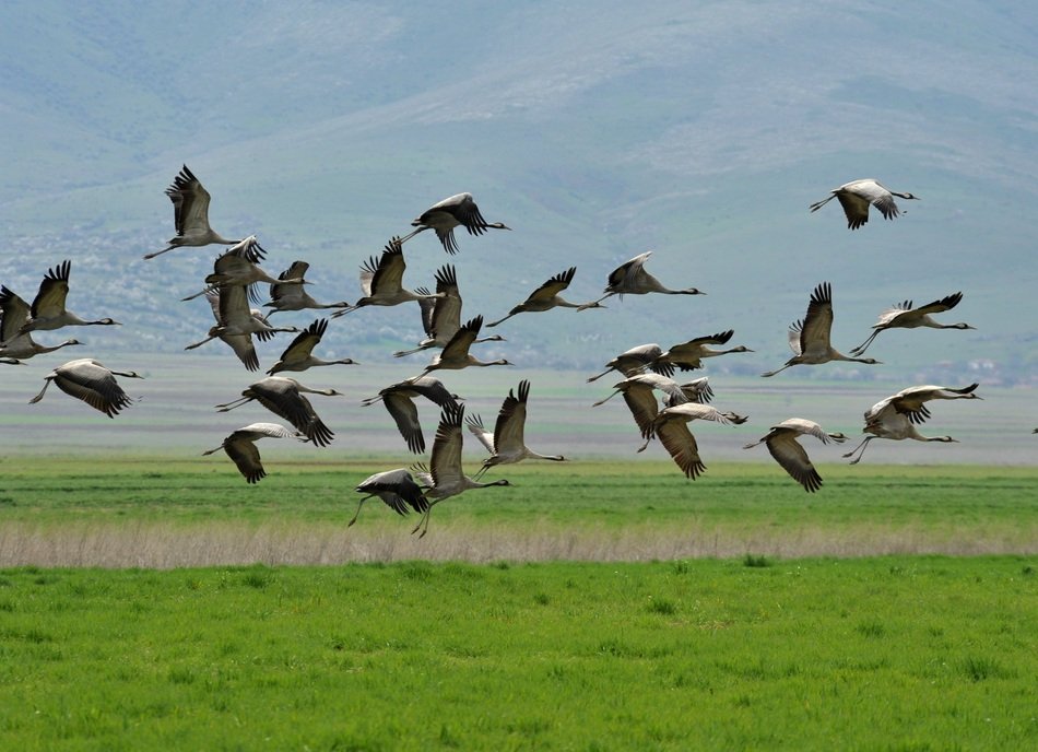 cute lovely Crane Flight