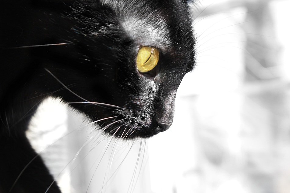 Elegant black kitty