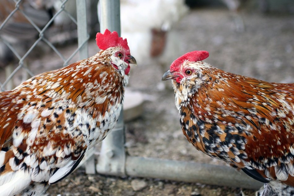 living chicken birds on a farm