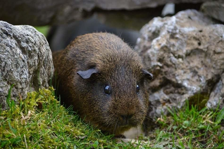 guinea pig on the grass between the stones
